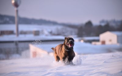 Neem jouw hond deze winter mee op wintersport!