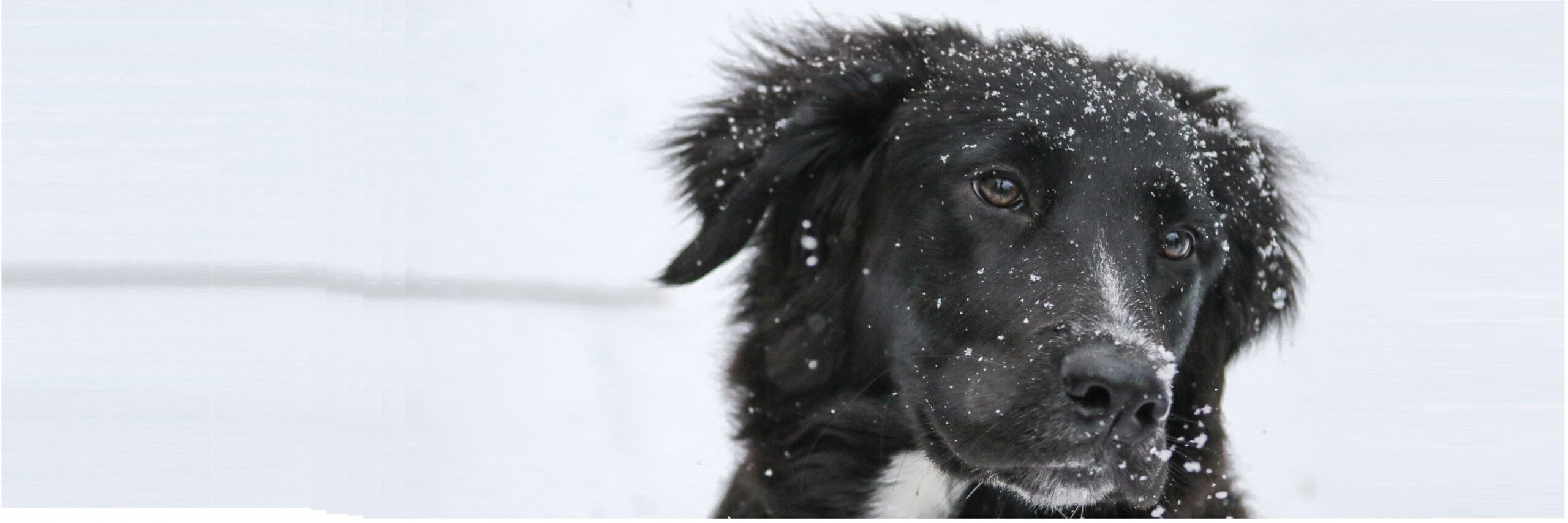 Wintersport hond checklist